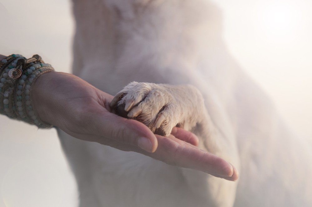 Tierkommunikation - Kann das jeder lernen?